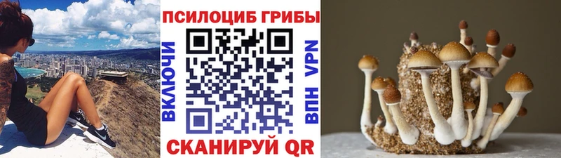 хочу   Кыштым  Галлюциногенные грибы MAGIC MUSHROOMS 